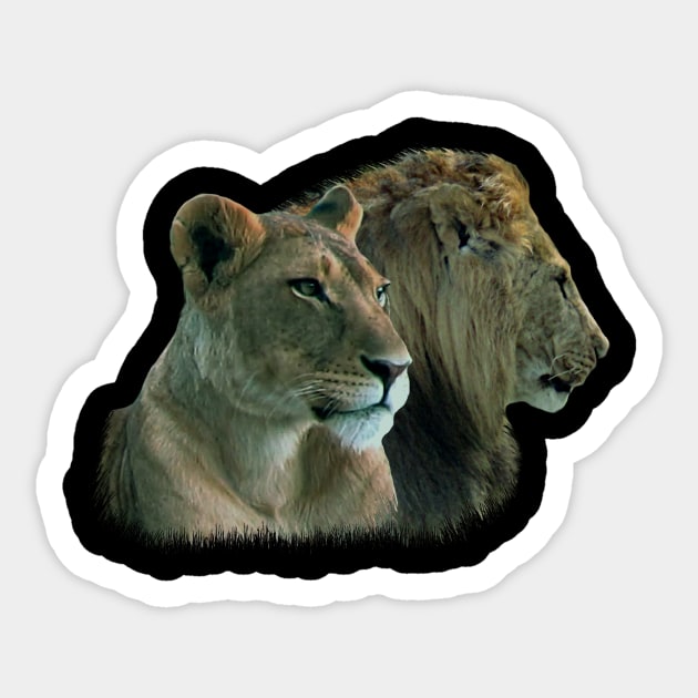 Lion - Lioness - Big Cat - Cat - Predator - Africa Sticker by T-SHIRTS UND MEHR